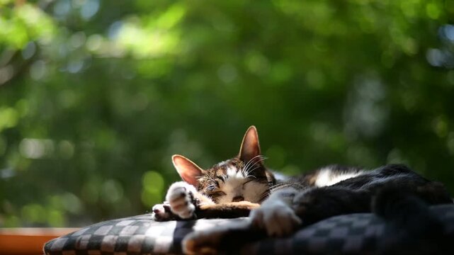 青もみじの木漏れ日の中でしっぽを振りながらうたたねするキジ猫