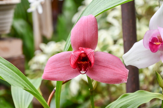 リカステ「チタサンセット」　Lycaste 'Chita Sunset'