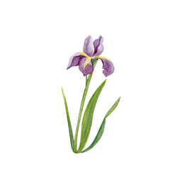 Purple iris flower green leaves, botanical garden plant. Watercolor floral illustration isolated on white, natural decorative element for spring design, greeting cards, invitations, nature backgrounds © Ekaterina