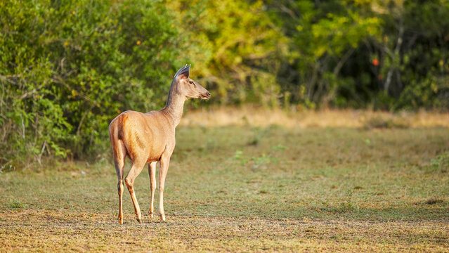 Sambar deer (Rusa unicolor), a large species of deer native to Indian subcontinent, South China, and Southeast Asia