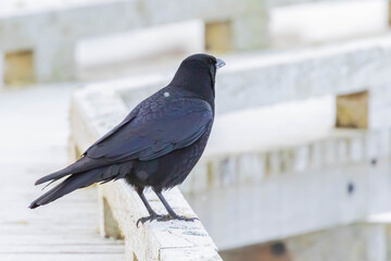 木道のカラス  © Taku