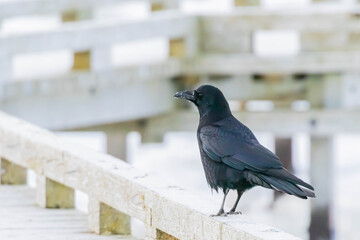 木道のカラス  © Taku