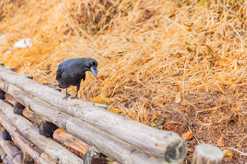 木道のカラス  © Taku
