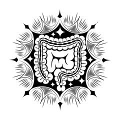 Fototapeta premium Vintage style illustration depicting intestine