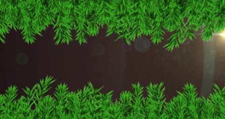 Fototapeta premium Framing pine branches forming horizontal backdrop with maroon band, flare, bokeh, dust