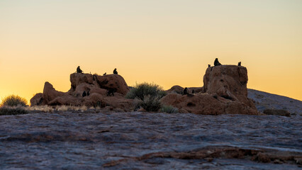 Obraz premium Baboons watching the sunset at Augrabies National Park, Northern Cape, South Africa