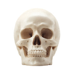 Obraz premium Human skull isolated on white background for educational purposes