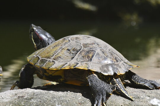 Tartaruga de &aacute;gua doce em poses diferenciadas com detalhes curiosos no jardim do Museu da Rep&uacute;blica antigo Pal&aacute;cio do Catete - RJ
