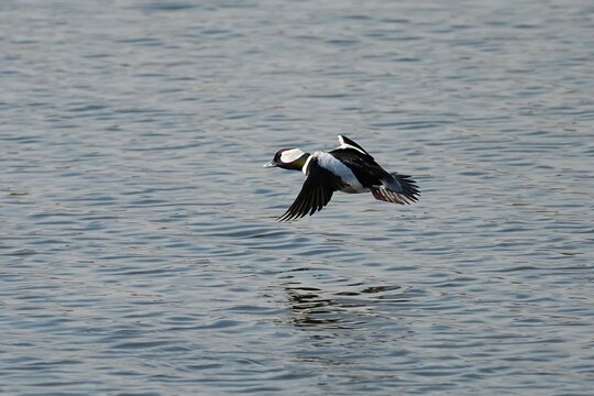 The bufflehead (Bucephala albeola) is a small sea duck of the genus Bucephala, the goldeneyes.