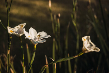 Naklejka premium Detail of leaves and petals of a white lily flower (Lilium candidum) sprouting in spring with the golden light of sunset 