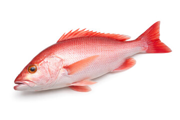 Fresh red snapper fish isolated on a clean white background with high detail and natural coloration.  