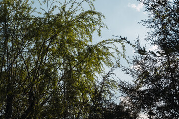 Leaves of a weeping willow sprouting in spring from its branch in the golden light of sunset
