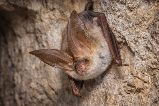Close-up of a bat with large ears resting on a rocky cave wall.  