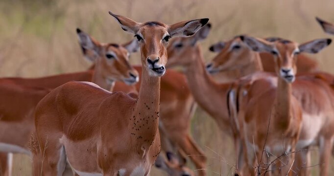 Female impala eating surrounded by herd in african savannah
