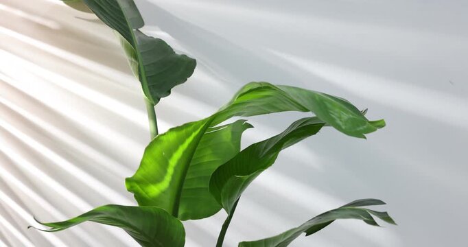Beautiful bird of paradise (strelitzia) houseplant in pot near light wall, closeup. Camera moving down