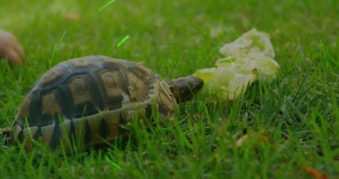 Kid placing lettuce by tortoise, tortoise approaching and nibbling leaf for food in nature