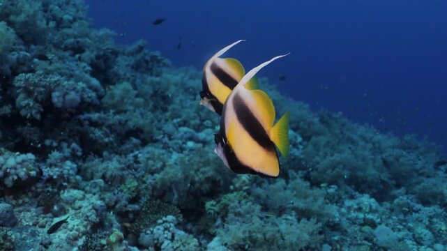 Two batfish swimming slowly above coral reef in the Red Sea. The elegant tropical fish glide together through clear blue water, surrounded by colorful coral formations and vibrant marine life.