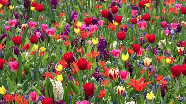 Multicolored tulips and hyacinths blooming in Keukenhof gardens