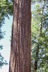 Fototapeta premium A tree trunk Granary of acorn woodpecker at Palomar Mountain State Park in southern California.
