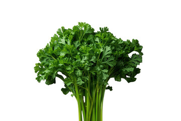 Fototapeta premium Fresh green parsley bunch on transparent background for culinary seasoning and healthy food concepts