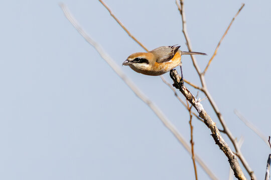 飛翔するモズ, モズ科,
英名学名：Bull-headed shrike, Lanius bucephalus, 
大久保農耕地埼玉県さいたま市 - 2026

