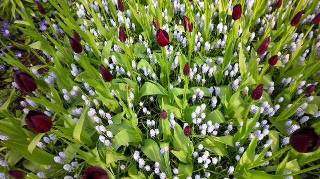 Dark tulips and grape hyacinths blooming in a garden