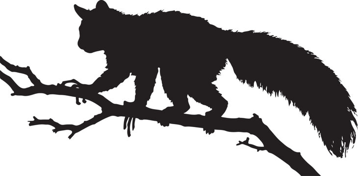Silhouette of an Aye-aye Lemur Walking on a Tree Branch, Rare Madagascar Primate Daubentonia madagascariensis Nocturnal Animal on White Background.