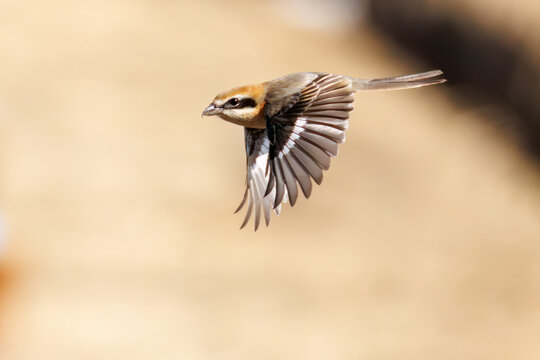 飛翔するモズ, モズ科,
英名学名：Bull-headed shrike, Lanius bucephalus, 
大久保農耕地埼玉県さいたま市 - 2026
