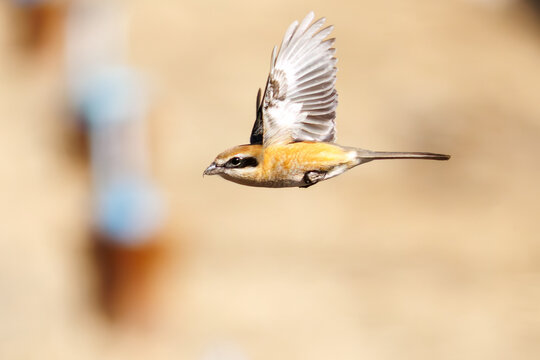 飛翔するモズ, モズ科,
英名学名：Bull-headed shrike, Lanius bucephalus, 
大久保農耕地埼玉県さいたま市 - 2026
