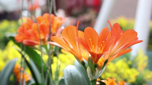 Beautiful orange clivia miniata flower blooming.