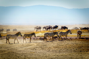 Fototapeta premium Zebra walking in single file across landscape with wildebeest in background