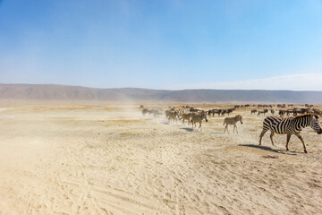 Fototapeta premium Zebras herd on dry dusty Ngorongoro crater savanna Africa.