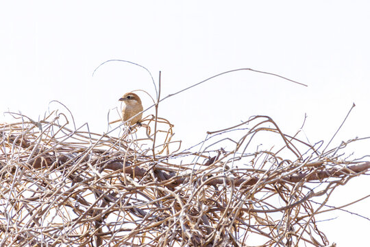 飛翔するモズ, モズ科,
英名学名：Bull-headed shrike, Lanius bucephalus, 
大久保農耕地埼玉県さいたま市 - 2026
