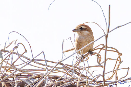 飛翔するモズ, モズ科,
英名学名：Bull-headed shrike, Lanius bucephalus, 
大久保農耕地埼玉県さいたま市 - 2026
