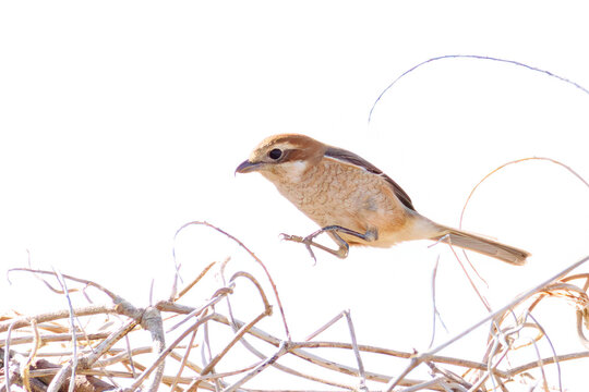 飛翔するモズ, モズ科,
英名学名：Bull-headed shrike, Lanius bucephalus, 
大久保農耕地埼玉県さいたま市 - 2026
