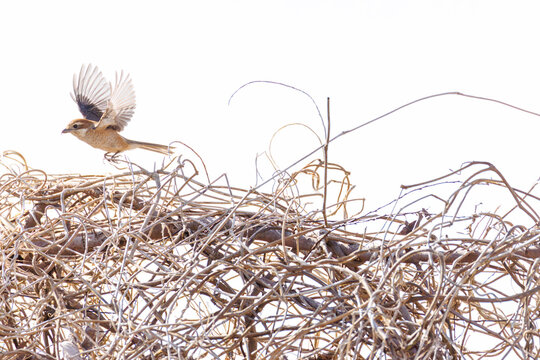 飛翔するモズ, モズ科,
英名学名：Bull-headed shrike, Lanius bucephalus, 
大久保農耕地埼玉県さいたま市 - 2026
