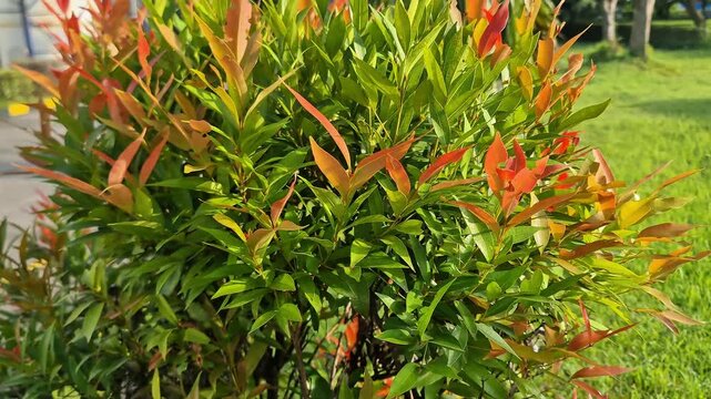 Syzygium myrtifolium shrub with vibrant red young leaves and lush green foliage. Professional landscaping ornamental plant for modern garden design and urban greenery.