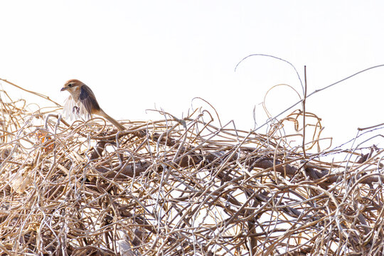 飛翔するモズ, モズ科,
英名学名：Bull-headed shrike, Lanius bucephalus, 
大久保農耕地埼玉県さいたま市 - 2026
