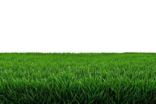 Fresh green grass growing on transparent background creating seamless lawn edge for gardening and natural themes