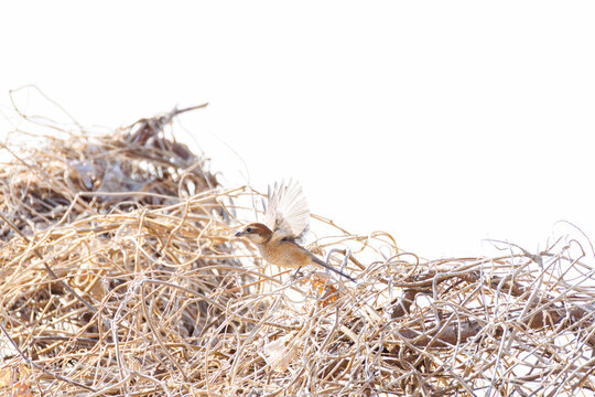 飛翔するモズ, モズ科,
英名学名：Bull-headed shrike, Lanius bucephalus, 
大久保農耕地埼玉県さいたま市 - 2026
