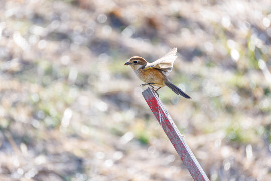 飛翔するモズ, モズ科,
英名学名：Bull-headed shrike, Lanius bucephalus, 
大久保農耕地埼玉県さいたま市 - 2026
