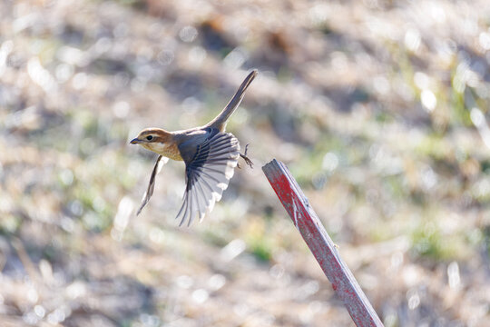 飛翔するモズ, モズ科,
英名学名：Bull-headed shrike, Lanius bucephalus, 
大久保農耕地埼玉県さいたま市 - 2026
