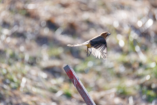 飛翔するモズ, モズ科,
英名学名：Bull-headed shrike, Lanius bucephalus, 
大久保農耕地埼玉県さいたま市 - 2026
