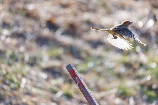 飛翔するモズ, モズ科,
英名学名：Bull-headed shrike, Lanius bucephalus, 
大久保農耕地埼玉県さいたま市 - 2026
