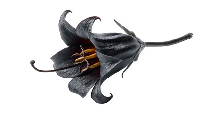 Naklejka premium Mysterious Nightshade: A single, captivating black flower unfurls, its intricate details and elegant structure against the plain background, highlighting its unique beauty and captivating allure.