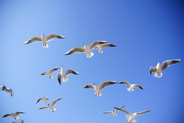 Obraz premium Seagulls in Flight Against a Clear Blue Sky