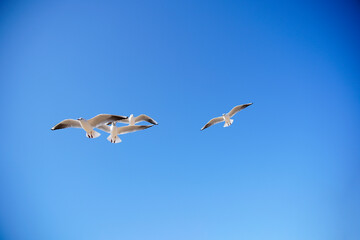 Fototapeta premium Seagulls in Flight Against a Clear Blue Sky