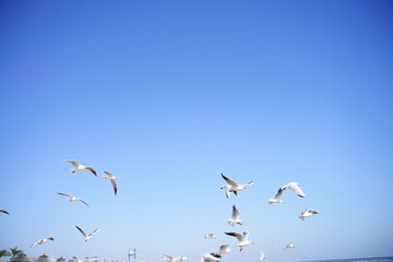 Obraz premium Seagulls in Flight Against a Clear Blue Sky