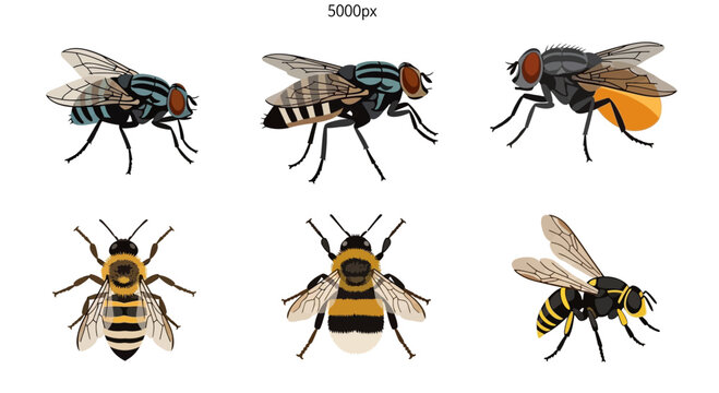 Six different illustrations of flies a bee a bumblebee and a wasp