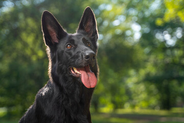 Closeup portrait of black german shepherd dog with upright ears and tongue out, looking forward in sunny park, glossy fur and warm eyes with shallow depth of field against green bokeh trees in summer © Masarik